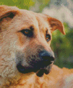 Anatolian Shepherd Dog Diamond Painting