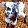 Baby Goat Diamond Painting