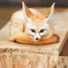 Cute Baby Fennec Fox Diamond Painting