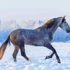 Dapple Horse In Snow Diamond Painting