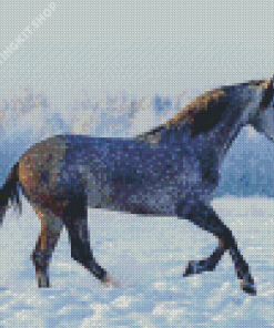 Dapple Horse In Snow Diamond Painting