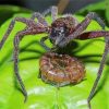 Huntsman Spider With Prey Diamond Painting