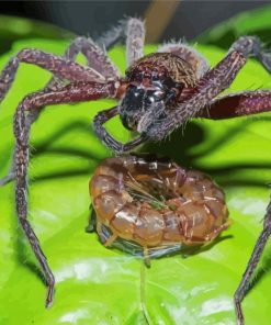 Huntsman Spider With Prey Diamond Painting