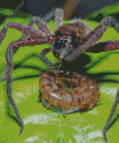 Huntsman Spider With Prey Diamond Painting