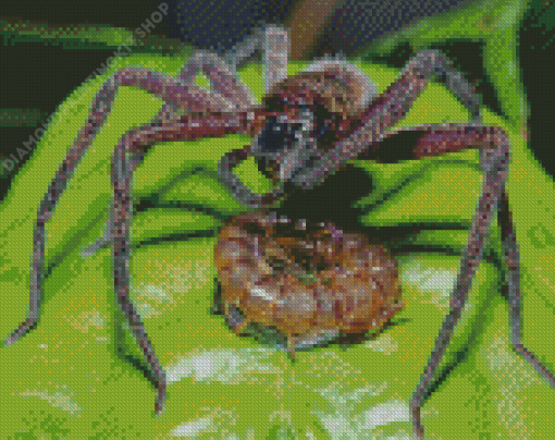 Huntsman Spider With Prey Diamond Painting