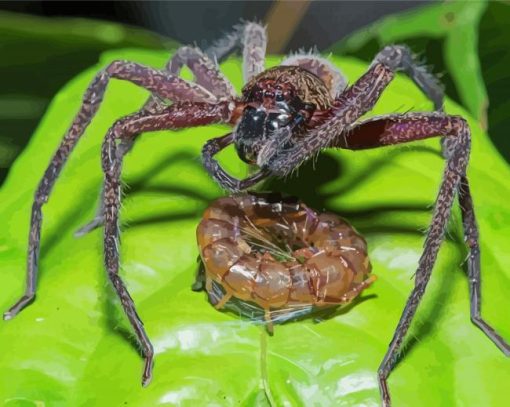 Huntsman Spider With Prey Diamond Painting