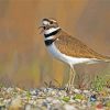 Killdeer Bird Diamond Painting