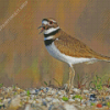 Killdeer Bird Diamond Painting