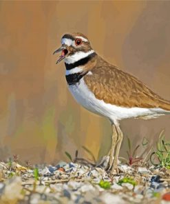 Killdeer Bird Diamond Painting