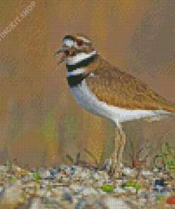 Killdeer Bird Diamond Painting