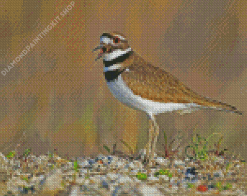 Killdeer Bird Diamond Painting