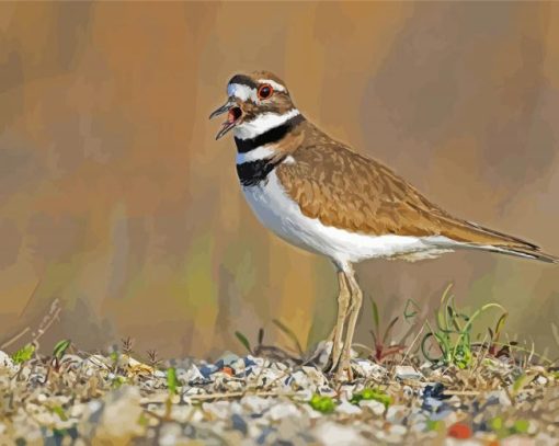 Killdeer Bird Diamond Painting