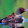 Loon With baby Diamond Painting