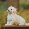 Maltipoo Dog Diamond Painting