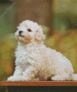 Maltipoo Dog Diamond Painting