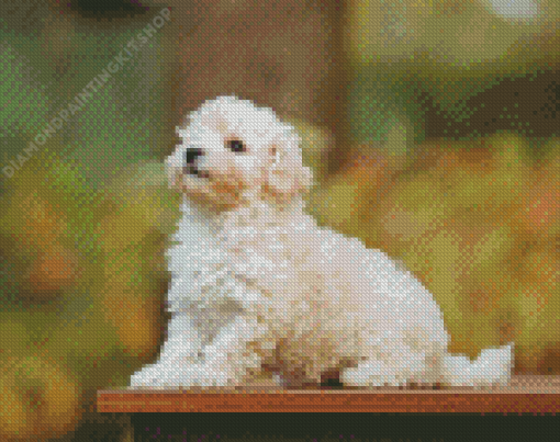 Maltipoo Dog Diamond Painting