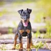 Manchester Terrier Puppy Diamond Painting