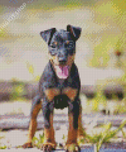 Manchester Terrier Puppy Diamond Painting