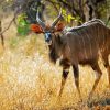 Nyala Diamond Painting