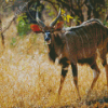 Nyala Diamond Painting