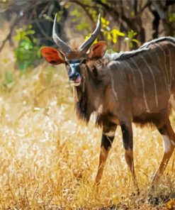 Nyala Diamond Painting