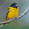 Orioles Bird Diamond Painting