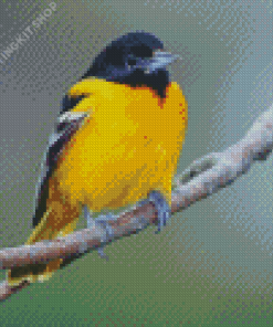 Orioles Bird Diamond Painting