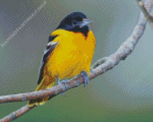 Orioles Bird Diamond Painting