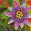 Purple Passionflower Flowering Plant Diamond Painting