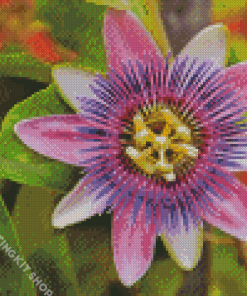 Purple Passionflower Flowering Plant Diamond Painting