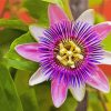 Purple Passionflower Flowering Plant Diamond Painting