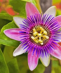 Purple Passionflower Flowering Plant Diamond Painting