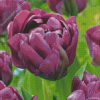 Purple Peonies Flowers Diamond Painting