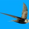 Swift Bird And Blue Sky Diamond Painting