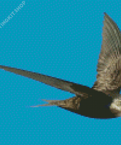 Swift Bird And Blue Sky Diamond Painting