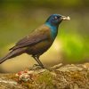 The Common Grackle Bird Diamond Painting