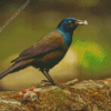 The Common Grackle Bird Diamond Painting