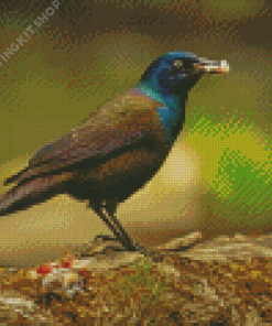 The Common Grackle Bird Diamond Painting