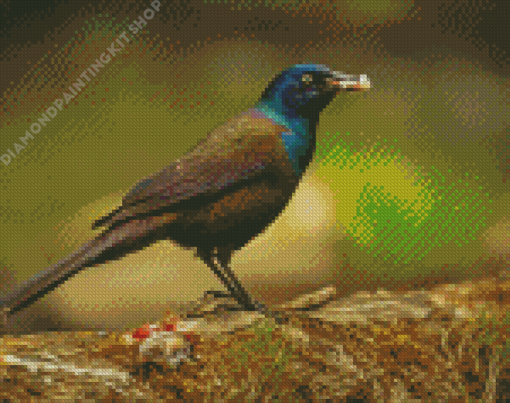 The Common Grackle Bird Diamond Painting