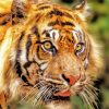 Tiger Look Diamond Painting