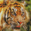 Tiger Look Diamond Painting