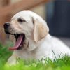 White Labrador Yawning Diamond Painting