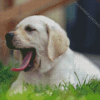 White Labrador Yawning Diamond Painting