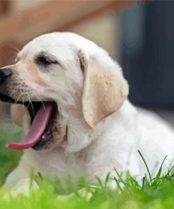 White Labrador Yawning Diamond Painting