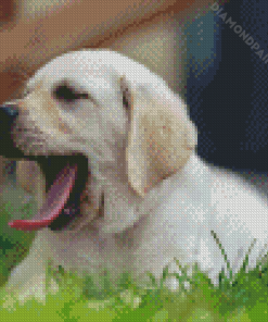 White Labrador Yawning Diamond Painting