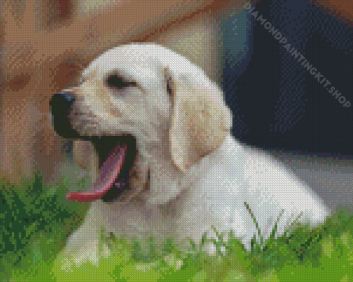 White Labrador Yawning Diamond Painting