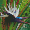 White Bird Of Paradise Diamond Painting