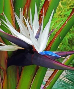 White Bird Of Paradise Diamond Painting