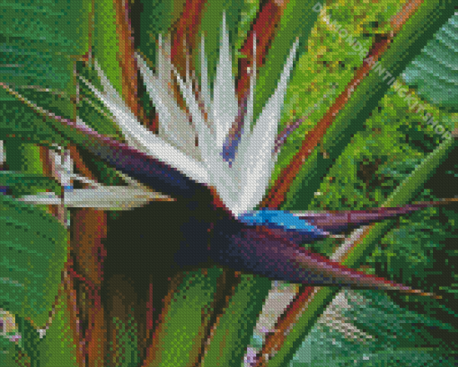 White Bird Of Paradise Diamond Painting