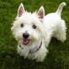 White Highland Terrier Diamond Painting